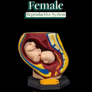 Female Reproductive System