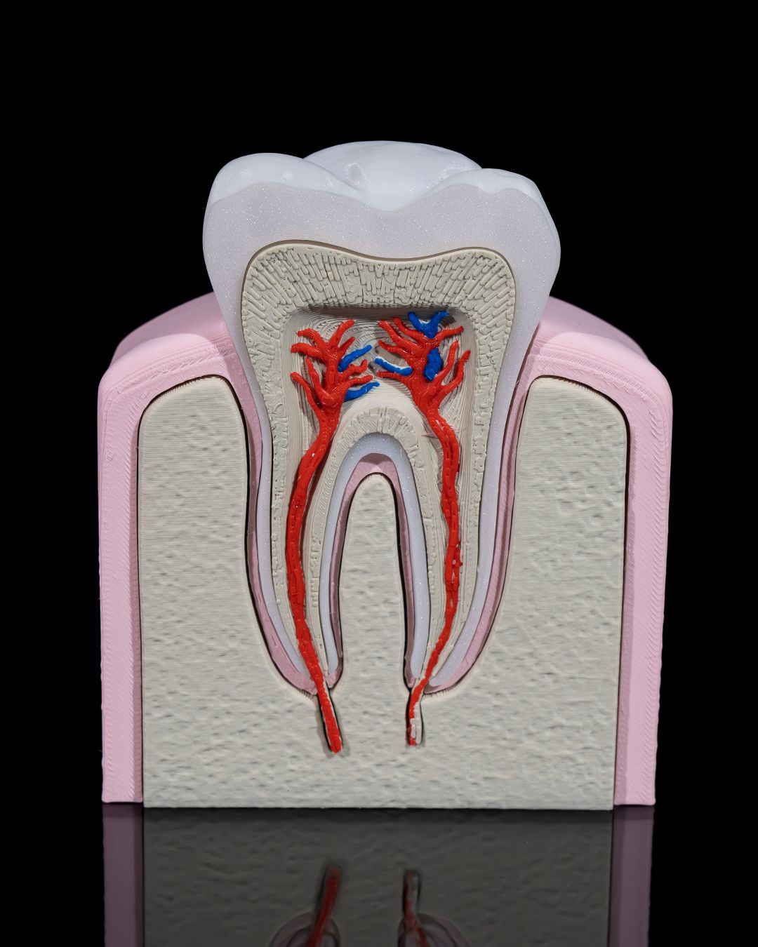 Healthy Premolar Tooth - Image 2