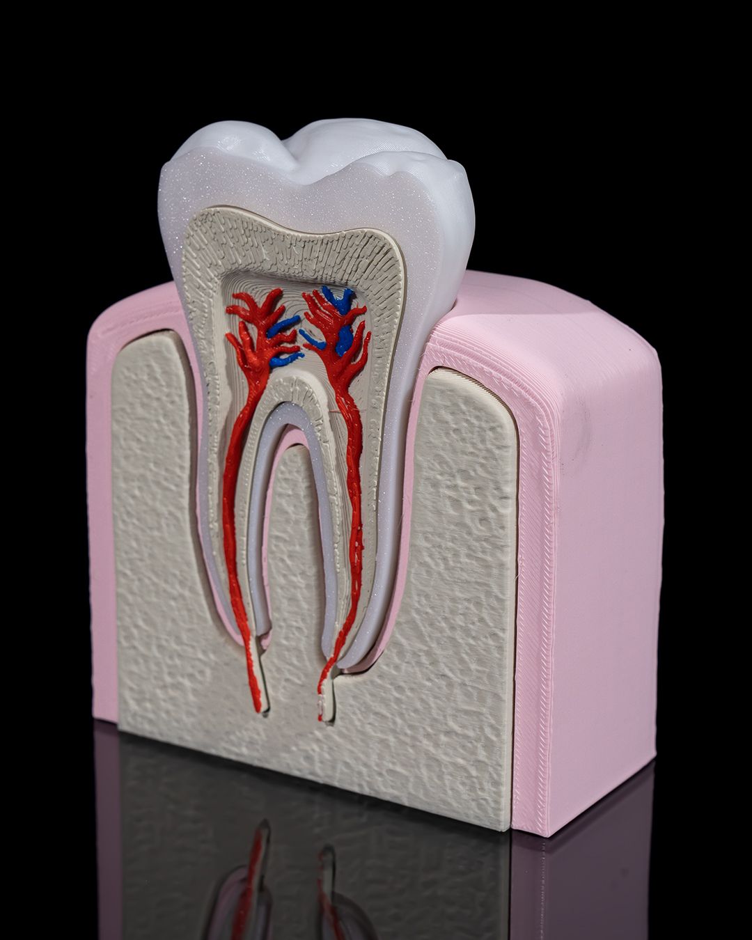Healthy Premolar Tooth - Image 3