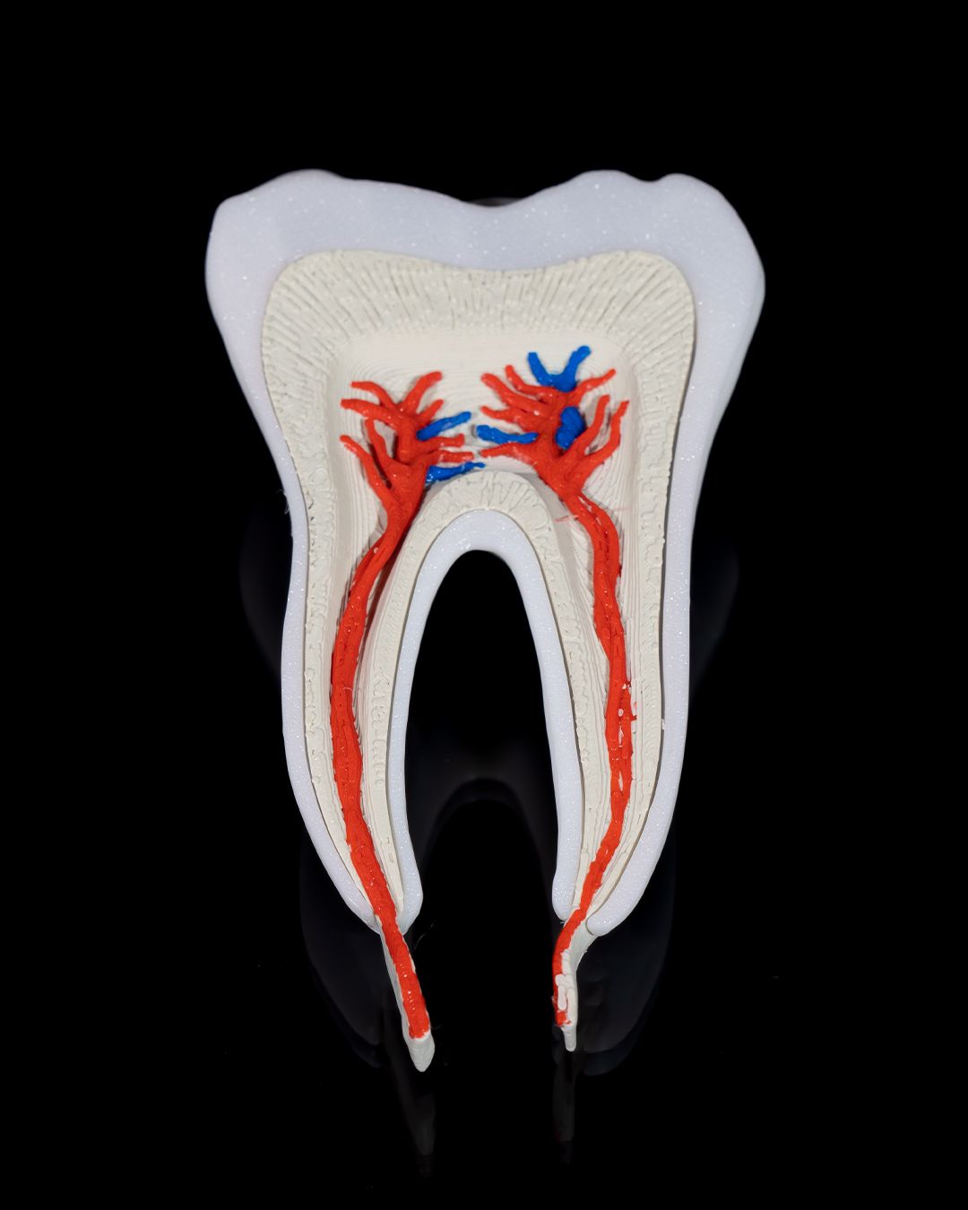 Healthy Premolar Tooth - Image 5