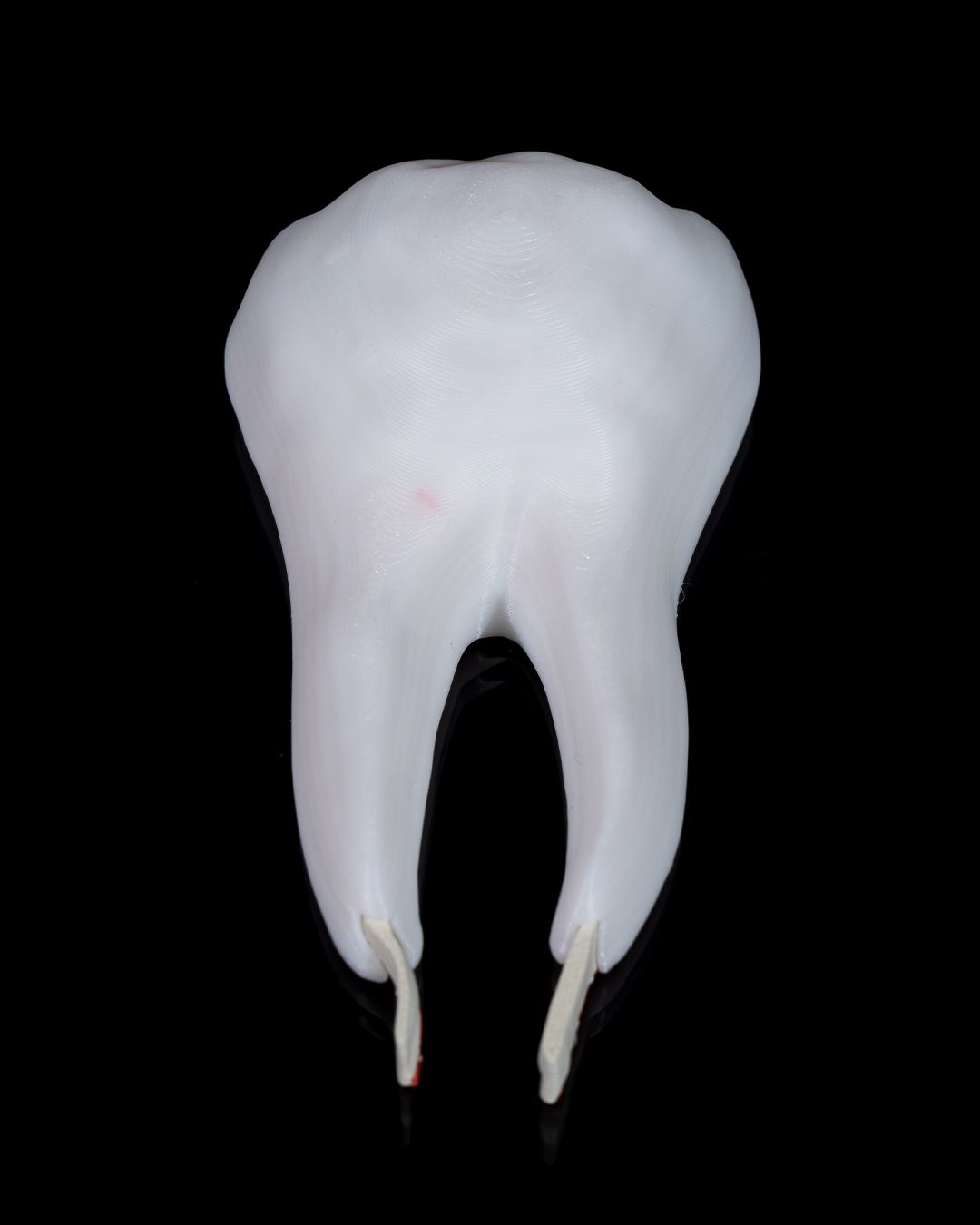 Healthy Premolar Tooth - Image 6