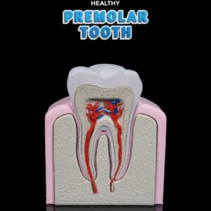 Healthy Premolar Tooth