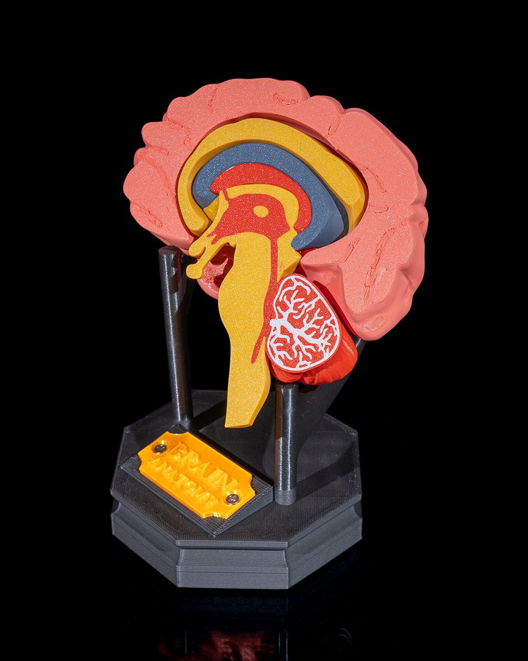 Human Brain - Image 4