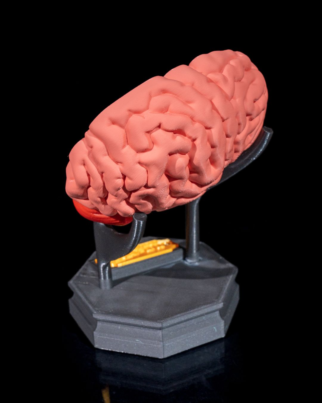 Human Brain - Image 5