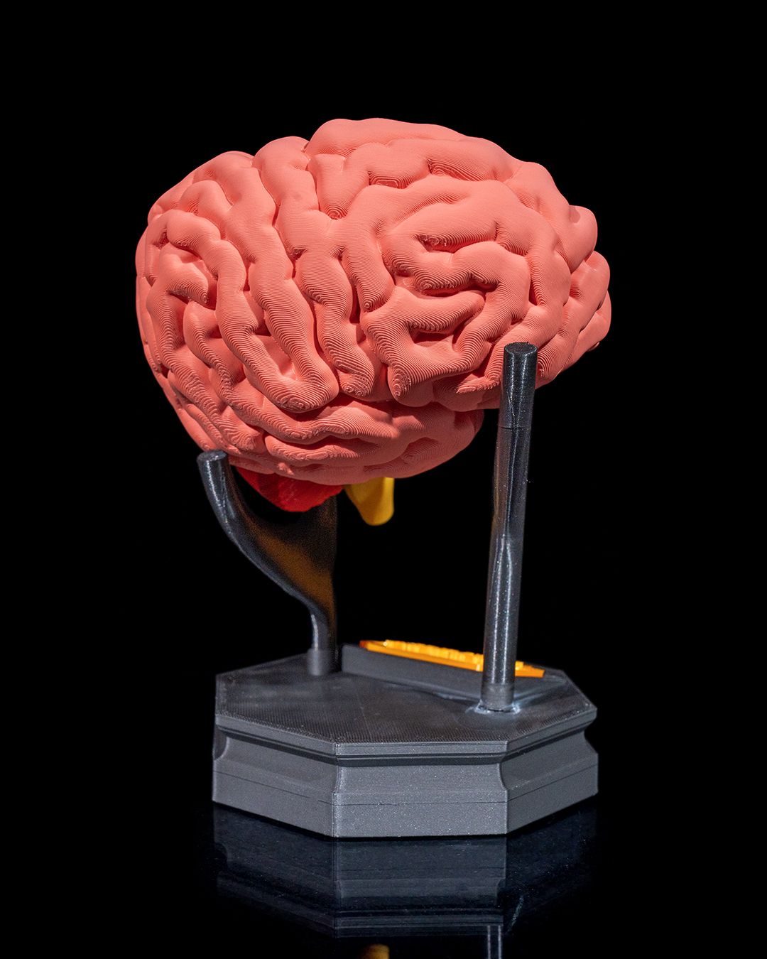 Human Brain - Image 6
