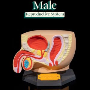 Male Reproductive System