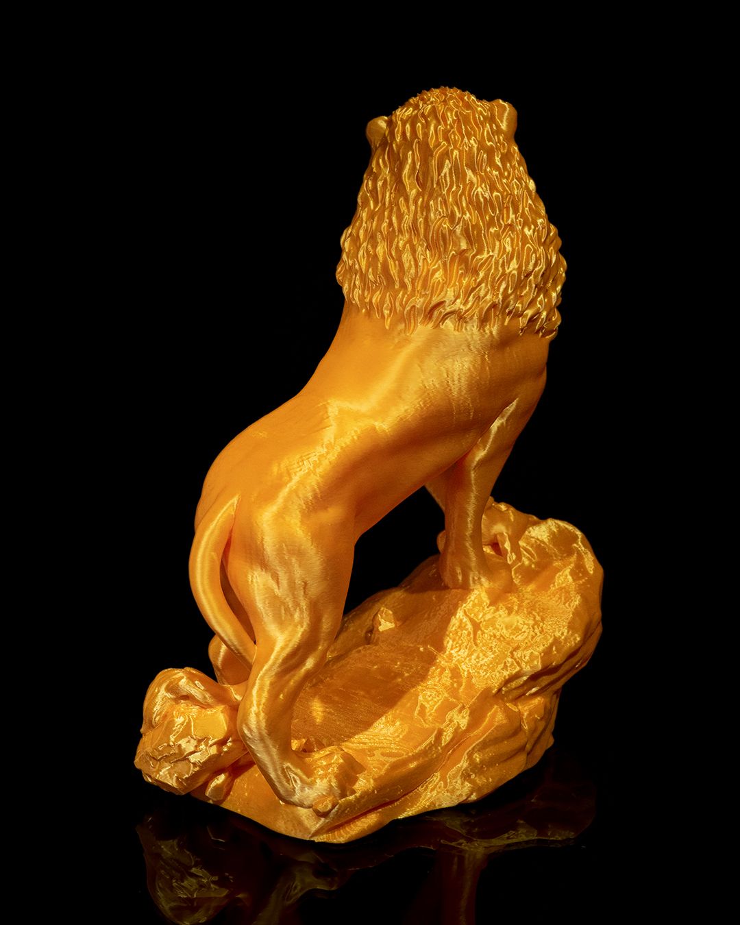 Asiatic Lion - Image 6