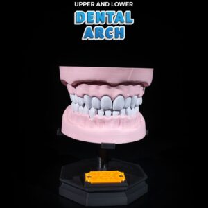 Arco Dentário Superior e Inferior (Consultório e Estudantes)