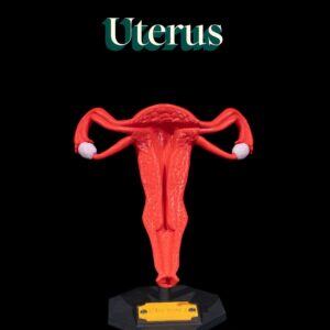 Utero