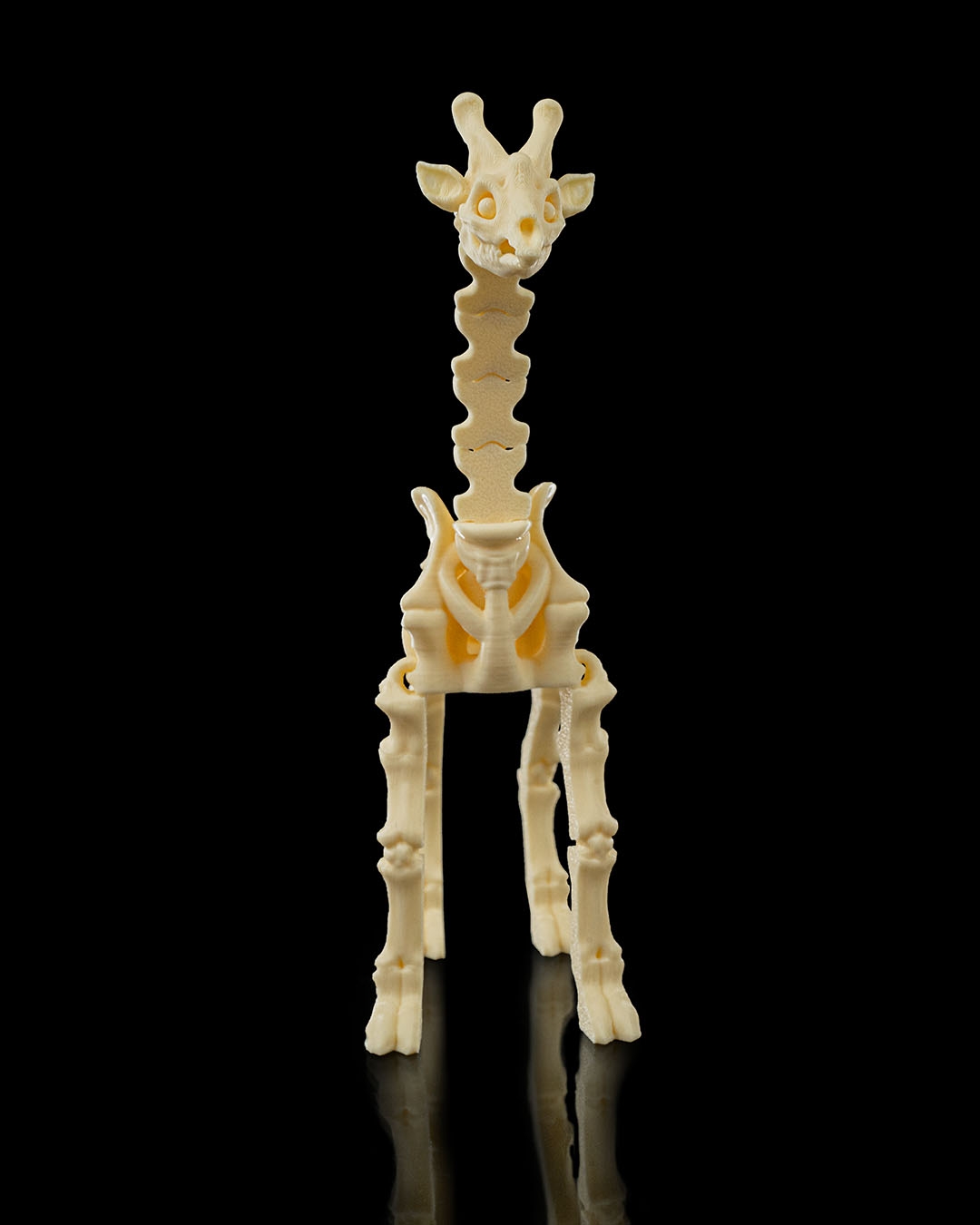 Skeleton Giraffe - Image 2