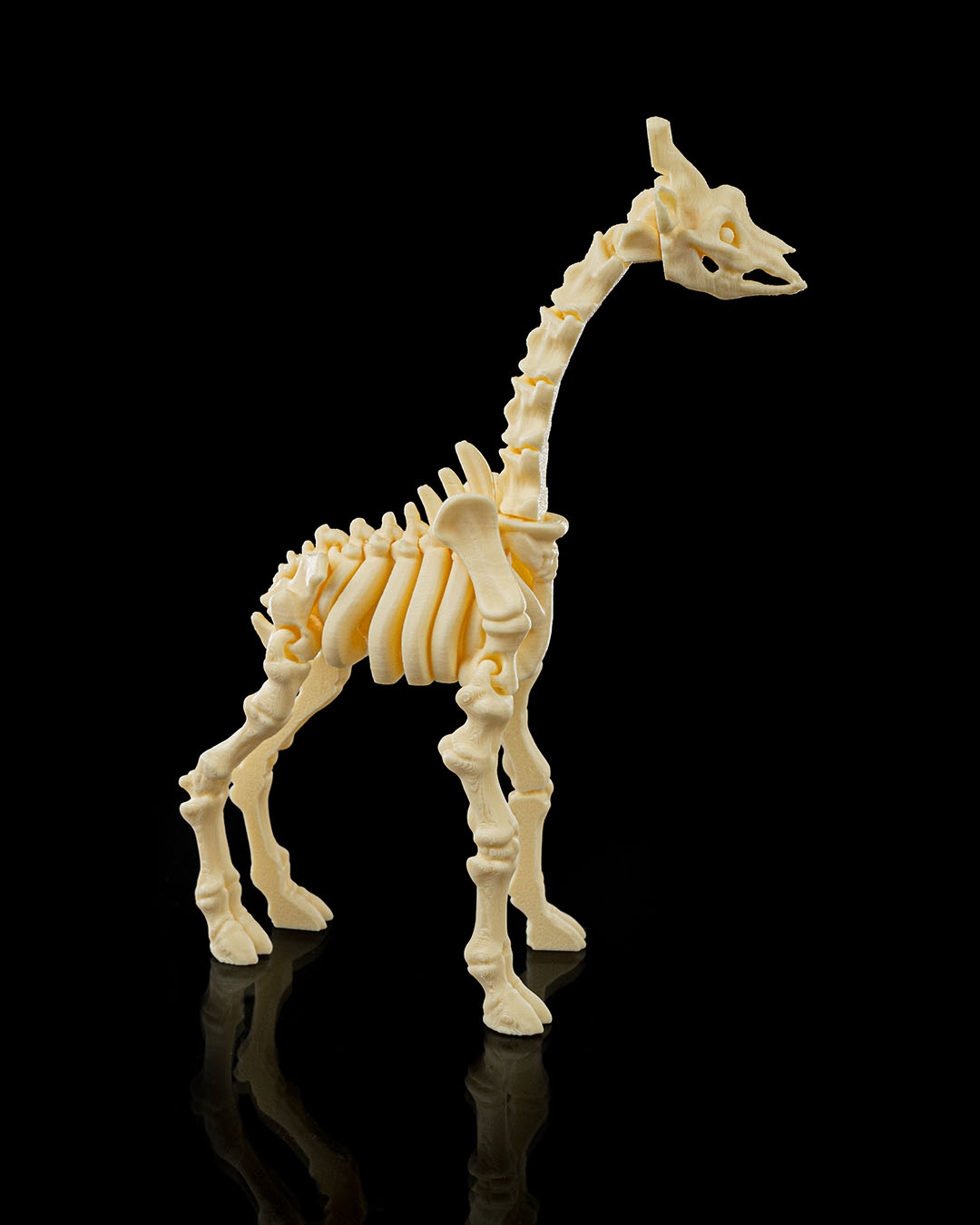 Skeleton Giraffe - Image 3