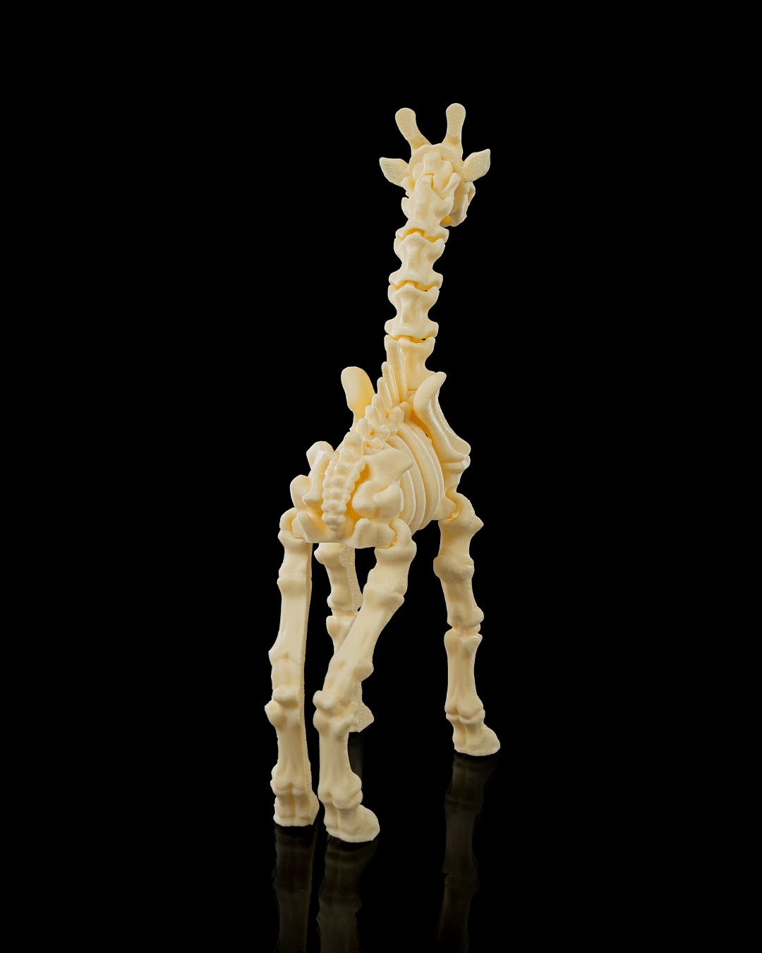 Skeleton Giraffe - Image 4
