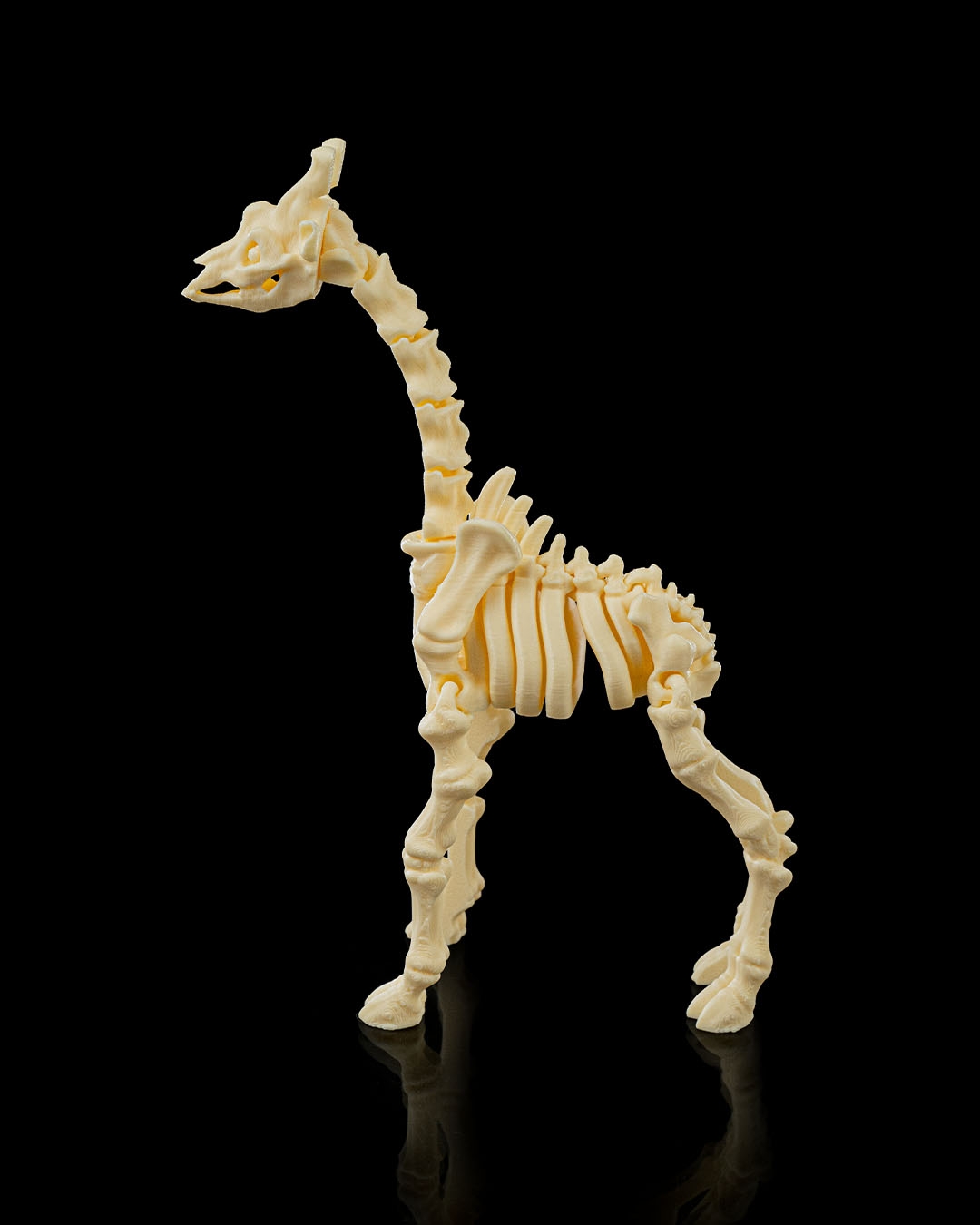 Skeleton Giraffe - Image 5