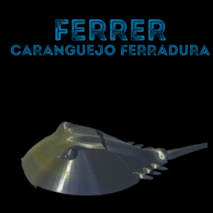 Ferrer,Caranguejo ferradura